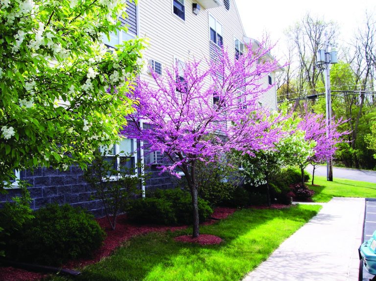 DRT Trees Color HR 768x575